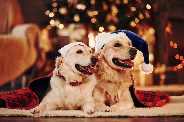 포토 JPG 해외이미지 크리스마스 두마리 산타모자 실내 사람없음 아웃포커스 올려보기 골든리트리버 강아지 담요 보케 메롱 빛망울 해외202309 해외포토 모자_잡화 기념일 2 모션 촬영기법 내부 빛 반려동물 개 리트리버 파일형식