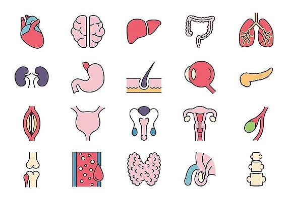 EPS 해외이미지 무료이미지 일러스트 의학 뼈 사람없음 심장 허파 장기 뇌 간 대장 혈관 위장 방광 난소 안구 해외202309 해외일러스트 신체 신체부위 장기_의학 비뇨기관 호흡기관 파일형식 벡터 무료콘텐츠