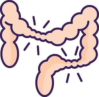 EPS 해외이미지 일러스트 의학 사람없음 대장 과민성대장증후군 해외202309 해외일러스트 장기_의학 질병 파일형식 벡터