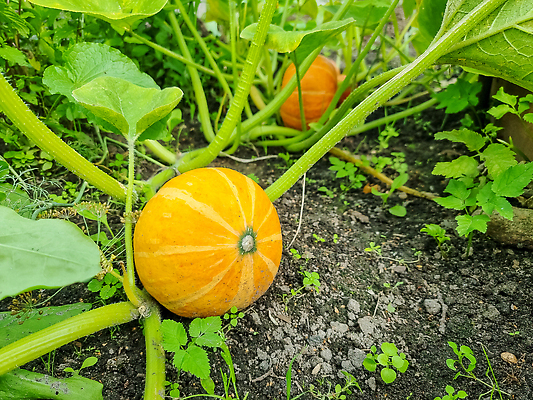 포토 JPG 해외이미지 식물 계절 음식 줄기 백그라운드 잎 밭 농업 채소 오렌지 과일 부분 자연 호박 휴가 건강 사람없음 야외 장식 초록색 여름 농작물 컬러풀 농장 노란색 정원 흙 할로윈 수확 성장 가을 시골 신선 큼 유기농 원예 박 추수감사절 스쿼시 10월 내추럴 밭일 숙성 세련 해외202309 해외포토 웰빙 산업 기독교 스포츠 컬러 취미 구기 날짜 크기 생태계 파일형식