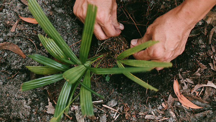 포토 JPG 해외이미지 나무 식물 손 지구 백그라운드 컨셉 잎 농업 자연 새로움 씨앗 사람 사람없음 초록색 빛 세계 농장 새싹 환경 정원 흙 봄 성장 잡기 도움 보호 숲 땅 에코 생태계 원예 자연백그라운드 개발 돌봄 땅바닥 모종 생태학 옛날 세련 해외202309 해외포토 계절 교육 산업 컬러 모션 바닥 취미 신체부위 파일형식