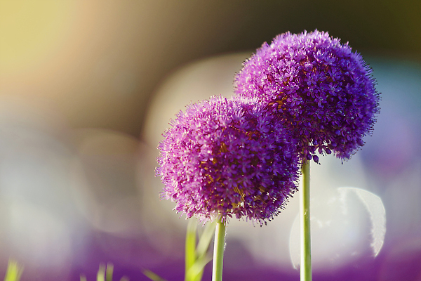 포토 JPG 해외이미지 식물 커플 계절 공원 꽃잎 꽃 분홍색 백그라운드 꽃무늬 전구 공 자연 양파 종류 동양인 사람없음 야외 장식 초록색 컬러풀 뷰티 정원 보라색 봄 펼침 성장 벚꽃 원형 개화 자주색 제비꽃 원예 거인 내추럴 강렬 해외202309 해외포토 도형 공공시설 컬러 무늬 채소 관계 모션 인종 취미 생태계 파일형식