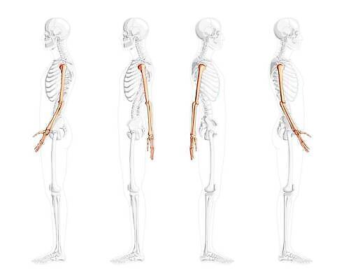 EPS 해외이미지 모델 손 여자 남자 신체 일러스트 손가락 해부 뼈 골격 종류 사람 세트 약 3D 이름 플랫 손목 척추 묘사 어깨 생물학 시스템 팔 고립 궤 양발 옛날 팔꿈치 벡터 디테일 해외202309 해외일러스트 교육 의학 신체부위 디지털합성 파일형식