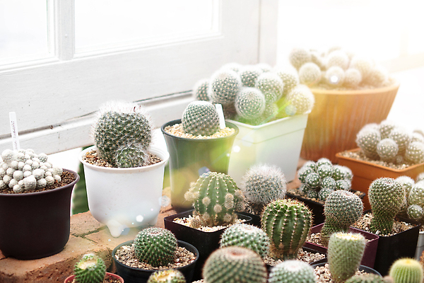 포토 JPG 해외이미지 식물 라이프스타일 디자인 공원 꽃 화분 화초 백그라운드 자연 선인장 주택 취미 사람없음 장식 초록색 컬러풀 농장 정원 놀이방 사막 흰색 신선 가시 시장 냄비 작음 수집 원예 날카로움 스파이크 내추럴 수집가 해외202309 해외포토 직업 공공시설 컬러 농업 건물 생활 솥 크기 생태계 파일형식