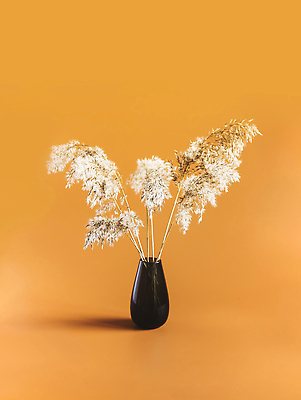 포토 JPG 해외이미지 나무 식물 꽃 화분 화초 백그라운드 잎 꽃무늬 자연 주택 건조 실내 사람없음 내부 장식 초록색 뷰티 정원 꽃병 기계 성장 큼 관목 원예 내추럴 떠남 바이오 심기 특별함 해외202309 해외포토 컬러 컨셉 무늬 모션 취미 건물 크기 생태계 파일형식