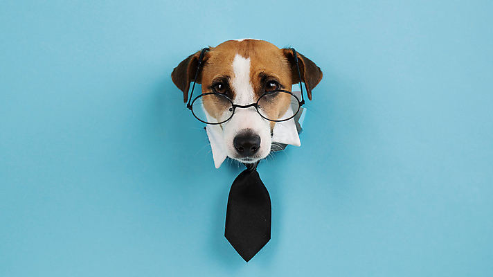 포토 JPG 해외이미지 응시 안경 넥타이 사람없음 파란색 반려동물 구멍 개 강아지 잭러셀테리어 해외202309 해외포토 동물 시선 잡화 컬러 포유류 테리어 파일형식