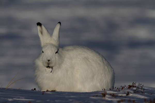 포토 JPG 해외이미지 동물 응시 계절 야생동물 캐나다 겨울 포유류 자연 그림자 앉기 사람없음 야외 파란색 햇빛 검은색 듣기 덮개 흰색 토끼 관찰 닫기 방목 땅 북극 버드나무 귀 변장 북쪽 노려봄 내추럴 찰과상 해외202309 해외포토 나무 시선 컬러 북아메리카 모션 표정 신체부위 반려동물 태양 뚜껑 축산업 상처 극지방 방향 생태계 파일형식