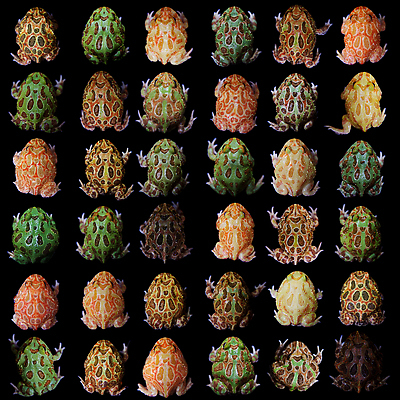 포토 JPG 해외이미지 동물 야생동물 백그라운드 오렌지 파충류 자연 뿔 종류 개구리 양서류 사람없음 뒷모습 빨간색 초록색 반려동물 세트 뷰티 갈색 노란색 우주 검은색 어둠 점 달콤 레몬 민트 비만 크림 생물학 공상 모음 멸종 무거움 남쪽 고립 이국적 해외202309 해외포토 교육 뷰포인트 컬러 과일 무게 맛 방향 허브 몸매 생태계 파일형식