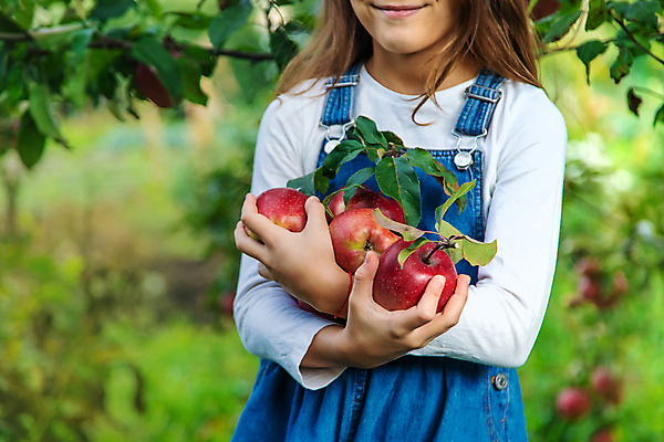 포토 JPG 해외이미지 주간 서양인 여자 어린이 잎 자연 한명 들기 상반신 야외 앞모습 신선 사과 과수원 사과나무 사과농장 소녀한명만 해외202309 해외포토 자연요소 외국인 나무 식물 1 뷰포인트 농업 과일 모션 사람 농장 생태계 여자한명만 소녀만 파일형식