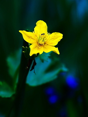 포토 JPG 해외이미지 식물 계절 꽃잎 꽃 유럽 컬러 백그라운드 잎 꽃무늬 자연 사람없음 야외 초록색 여름 햇빛 뷰티 노란색 지구본 정원 봄 들꽃 벚꽃 시골 신선 개화 황금 원예 내추럴 해외202309 해외포토 나라 무늬 취미 태양 생태계 파일형식