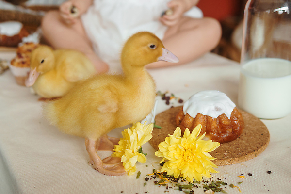 포토 JPG 해외이미지 동물 전통 드레스 꽃 행복 감정 어린이 컨셉 놀이 탁자 부활절 주택 기념 미소 앉기 소녀 이벤트 사람없음 내부 농장 노란색 주방 치킨 놀람 봄 우정 기쁨 방 시골 아기 컵케이크 솜털 메추리 수유 해외202309 해외포토 식물 옷 계절 여자 기념일 컬러 가구 농업 모션 표정 사람 건물 친구 케이크 닭고기요리 파일형식