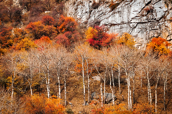 포토 JPG 해외이미지 나무 계절 공원 오렌지 자연 산 동양인 사람없음 야외 목재 세로 시골 숲 즐거움 10월 강렬 카자흐스탄 환상 알마티 해외202309 해외포토 식물 공공시설 감정 아시아 컨셉 과일 재료 인종 날짜 생태계 파일형식