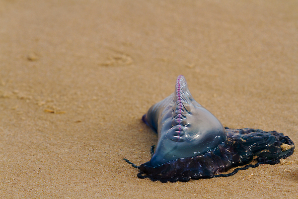 포토 JPG 해외이미지 동물 모래 섬 자연 표면 휴가 사람없음 물 파란색 여행객 미국 독약 투명 포르투갈 촉수 해파리 텍사스 해외202309 해외포토 자연요소 유럽 컬러 북아메리카 사람 자포동물 생태계 파일형식