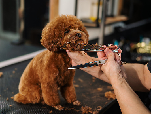 포토 JPG 해외이미지 손 신체부위 뷰티 귀여움 이발 푸들 빗질 다듬기 미용가위 애견빗 해외202309 해외포토 컨셉 모션 가위_도구 사람 미용용품 개 애견용품 파일형식