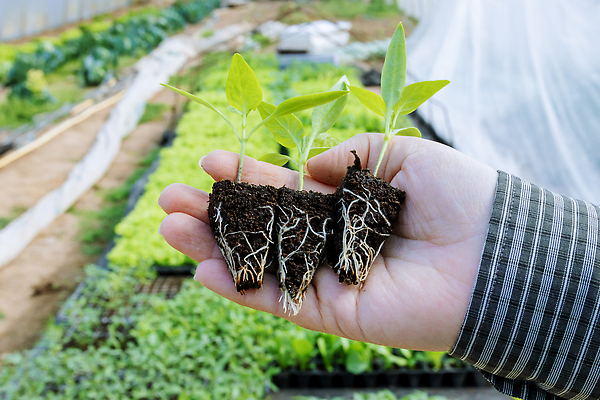 포토 JPG 해외이미지 음식 줄기 잎 농업 고추 파프리카 씨앗 사람없음 새싹 흙 성장 흰색 뜨거움 맛 농부 유기농 매움 뿌리 먼지 후추 모종 묘목 밭일 온실 해외202309 해외포토 나무 식물 직업 웰빙 산업 컬러 컨셉 채소 향신료 파일형식
