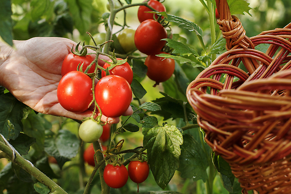 포토 JPG 해외이미지 식물 손 음식 잎 농업 토마토 채소 과일 자연 건강 사람없음 빨간색 농장 정원 성장 나뭇가지 신선 다발 유기농 날것 포도나무 내추럴 숙성 온실 채식주의자 해외202309 해외포토 나무 웰빙 산업 컬러 신체부위 과일나무 생태계 채식 파일형식