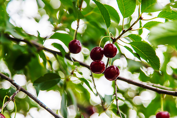 포토 JPG 해외이미지 나무 식물 계절 열매 꽃 음식 백그라운드 잎 꽃무늬 농업 과일 자연 디저트 매달리기 건강 사람없음 야외 빨간색 초록색 여름 빛 농작물 태양 뷰티 농장 정원 맑음 봄 활발 성장 나뭇가지 시골 신선 체리 그룹 달콤 과수원 다발 먹기 유기농 비타민 내추럴 다육식물 숙성 해외202309 해외포토 자연요소 웰빙 산업 컬러 컨셉 무늬 모션 날씨 맛 생태계 영양소 파일형식