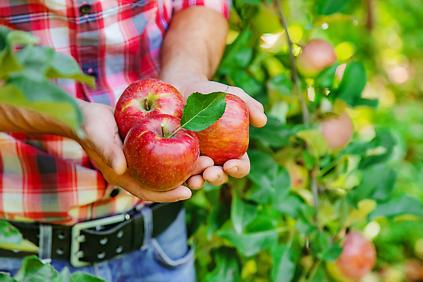 포토 JPG 해외이미지 주간 서양인 남자 잎 자연 한명 들기 상반신 성인 야외 앞모습 아웃포커스 신선 사과 농부 과수원 사과나무 사과농장 성인남자한명만 해외202309 해외포토 자연요소 외국인 나무 식물 직업 1 뷰포인트 농업 과일 모션 촬영기법 사람 농장 생태계 남자한명만 성인남자만 파일형식
