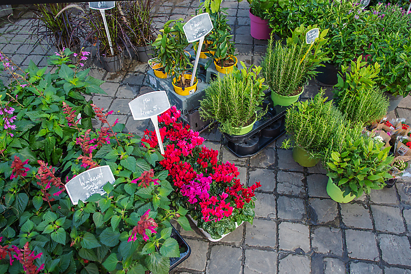 포토 JPG 해외이미지 식물 꽃 유럽 꽃다발 여행 잎 꽃무늬 자연 거리 선물 서기 사람없음 장식 초록색 여름 도시풍경 컬러풀 뷰티 꼬리표 세일 바구니 상점 정원 성장 벚꽃 신선 시장 가격 컨테이너 고객 원예 상업 가치 내추럴 심기 해외202309 해외포토 계절 나라 산업 컬러 무늬 모션 풍경 취미 라벨 도시 생태계 파일형식