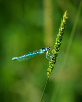 포토 JPG 해외이미지 식물 동물 꽃 야생동물 컬러 곤충 백그라운드 잎 신체 날개 자연 생물 사람없음 야외 초록색 여름 파란색 컬러풀 뷰티 환경 정원 봄 용 닫기 벌레 잠자리 작음 묘사 보케 녹색배경 내추럴 고립 동물상 해외202309 해외포토 계절 모션 조형물 크기 생태계 파일형식