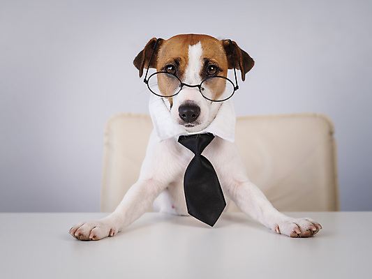 포토 JPG 해외이미지 안경 의자 넥타이 사람없음 반려동물 개 잭러셀테리어 해외202309 해외포토 동물 잡화 가구 포유류 테리어 파일형식