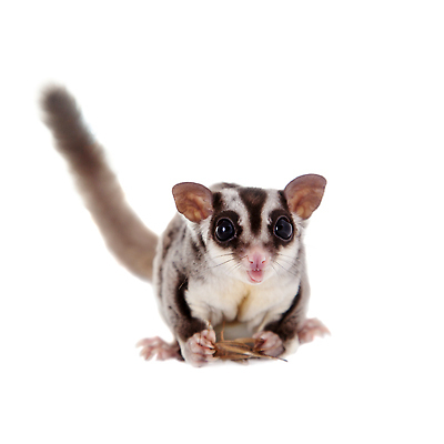 포토 JPG 해외이미지 동물 1 야생동물 백그라운드 포유류 자연 실내 사람없음 반려동물 약 환경 사진촬영 회색 흰색 비행 표현 입 호주 은색 설치류 작음 설탕 자르기 먹기 배고픔 오브젝트 흰배경 오르기 슛 수의사 고립 글라이더 동물상 이국적 해외202309 해외포토 컬러 의학 모션 내부 신체부위 조형물 촬영 의사 오세아니아 크기 생태계 파일형식