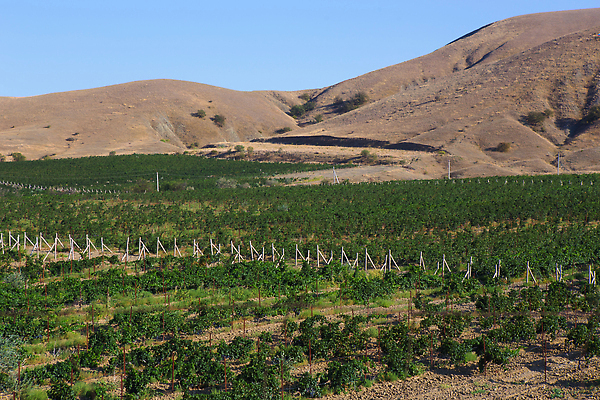 포토 JPG 해외이미지 밧줄 컬러 여행 백그라운드 농업 자연 하늘 포도 산 풍경 사람없음 야외 초록색 여름 파란색 뷰티 와인 계곡 성장 과수원 언덕 조경 포도밭 포도나무 내추럴 전국 절정 줄서기 세련 전경 해외202309 해외포토 계절 산업 줄 밭 과일 모션 주류 과일나무 생태계 파일형식 탑뷰