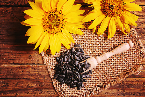 포토 JPG 해외이미지 식물 디자인 꽃잎 꽃 음식 백그라운드 잎 꽃무늬 농업 다이어트 채소 재료 자연 유리 해바라기 건강 요리 씨앗 사람없음 목재 여름 태양 노란색 주방 스파 수확 벚꽃 시골 마사지 양념 액체 황금 기름 상품 낟알 오브젝트 유기농 질감 날것 내추럴 밭일 해외202309 해외포토 자연요소 나무 웰빙 계절 산업 컬러 무늬 재질 생태계 파일형식