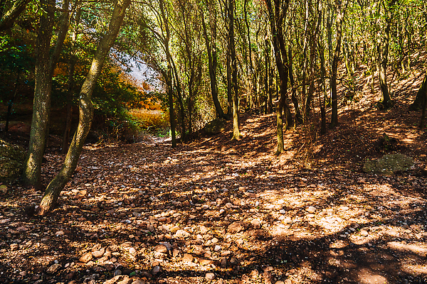 포토 JPG 해외이미지 나무 길 여행 잎 자국 날씨 휴가 산 따뜻함 사람없음 야외 가로 빛 햇빛 여행객 걷기 고요 활발 기쁨 하이킹 시골 시간 스페인 정상 숲 모험가 통로 시력 방문 깊이 연금 웅장함 절정 혼자 카피스페이스 해외202309 해외포토 식물 감정 유럽 컨셉 모션 레저 사람 태양 공백 파일형식