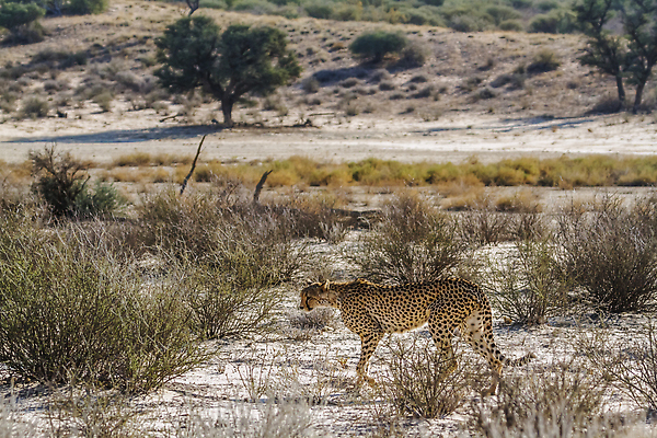 포토 JPG 해외이미지 동물 야생동물 포유류 아프리카 자연 국립공원 풍경 사람없음 야외 옆모습 가로 관광지 걷기 사막 황무지 보호 사파리 서식지 치타 나미비아 남아프리카 보츠와나 보호구역 칼라하리 건조기후 해외202309 해외포토 공원 나라 뷰포인트 여행 컨셉 모션 생태계 구역 파일형식