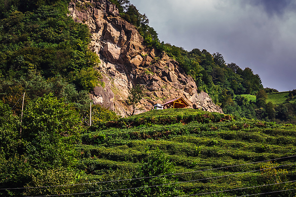 포토 JPG 해외이미지 직업 전통 계절 문화 음료 음식 잎 농업 자연 노동자 산 건강 동양인 사람없음 야외 초록색 농장 정원 검은색 수확 성장 신선 업무 재산 맛 녹차 언덕 칠면조 내추럴 드론 조감도 튀르키예 해외202309 해외포토 식물 산업 아시아 컬러 컨셉 조류 인종 금융 차_음료 작업 생태계 파일형식