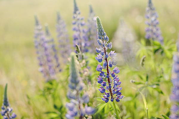 포토 JPG 해외이미지 식물 계절 꽃잎 꽃 컬러 꽃다발 백그라운드 꽃무늬 밭 자연 풍경 사람없음 장식 초록색 여름 파란색 컬러풀 햇빛 뷰티 환경 정원 맑음 보라색 봄 활발 들꽃 벚꽃 시골 신선 개화 다발 허브 제비꽃 보케 라벤더 내추럴 강렬 해외202309 해외포토 컨셉 무늬 농업 날씨 태양 생태계 파일형식