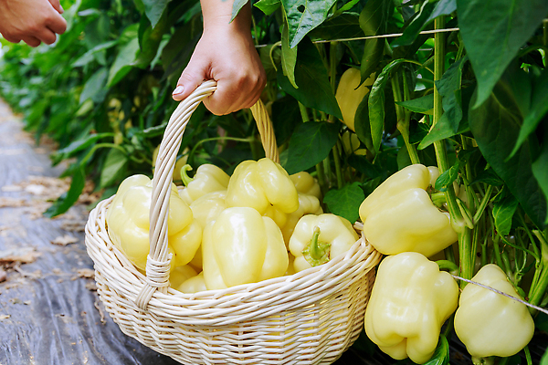 포토 JPG 해외이미지 식물 계절 음식 줄기 밭 농업 채소 자연 피망 파프리카 건강 사람없음 농작물 농장 정원 농사 수확 성장 신선 달콤 유기농 원예 후추 내추럴 밭일 숙성 온실 채식주의자 해외202309 해외포토 웰빙 산업 취미 맛 향신료 생태계 채식 파일형식
