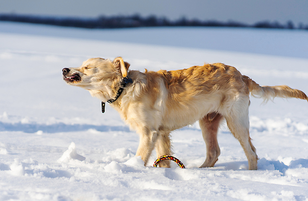 포토 JPG 해외이미지 겨울 사람없음 야외 설원 산책 추위 골든리트리버 강아지 해외202309 해외포토 계절 휴식 눈_날씨 반려동물 개 리트리버 파일형식