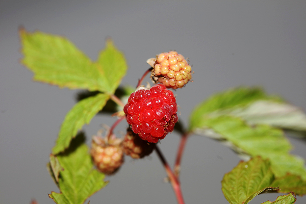 포토 JPG 해외이미지 식물 계절 열매 음식 백그라운드 잎 농업 다이어트 과일 자연 딸기 디저트 건강 사람없음 야외 빨간색 여름 뷰티 정원 수확 신선 그룹 닫기 달콤 맛 수집 상쾌 유기농 원예 블루베리 날것 산딸기 비타민 블랙베리 내추럴 건포도 고립 루비 식용 비건 해외202309 해외포토 웰빙 감정 산업 컬러 컨셉 모션 포도 취미 보석 생태계 건과일 영양소 채식주의자 파일형식