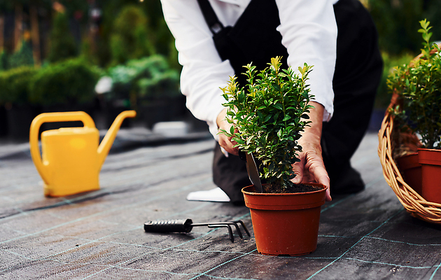 포토 JPG 해외이미지 백인 여자 노년 행복 화분 한명 취미 야외 앞모습 실버라이프 정원 봄 기쁨 하반신 무릎꿇기 원예 원예식물 원예용품 노인여자한명만 해외202309 해외포토 서양인 식물 1 라이프스타일 계절 감정 뷰포인트 생활용품 모션 사람 성인 여자한명만 노인여자만 파일형식