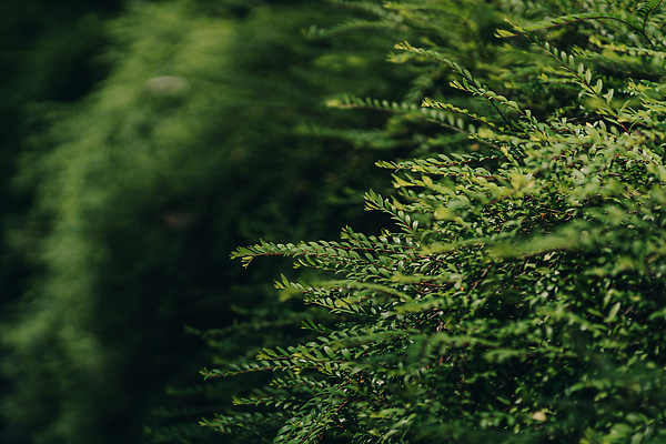 포토 JPG 해외이미지 나무 식물 공원 컬러 여행 잎 자연 휴가 파노라마 손바닥 이끼 풍경 사람없음 목재 초록색 빛 뷰티 환경 정원 맑음 꿈 젖음 안개 나뭇가지 신선 가장자리 숲 열대우림 브레이크 즐거움 내추럴 이국적 파라다이스 비어있는 해외202309 해외포토 손 공공시설 감정 재료 날씨 촬영기법 둘레 생태계 파일형식
