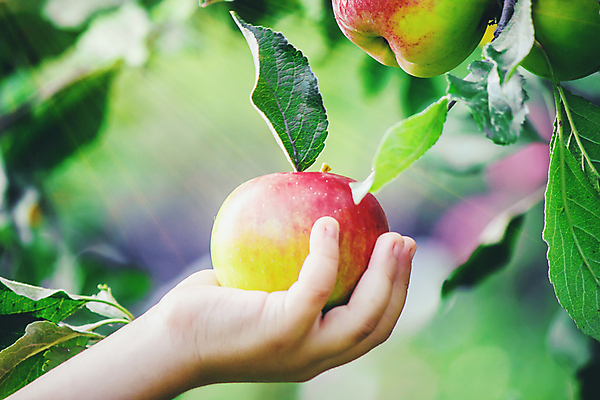 포토 JPG 해외이미지 주간 손 잎 자연 들기 야외 아웃포커스 신체부위 신선 사과 과수원 사과나무 사과농장 해외202309 해외포토 자연요소 나무 식물 농업 과일 모션 촬영기법 사람 농장 생태계 파일형식