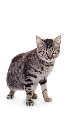 포토 JPG 해외이미지 동물 척추동물 포유류 자연 친절 생물 수염 털 실내 종류 사람없음 반려동물 뷰티 갈색 검은색 고양이 어둠 줄무늬 우정 흰색 우아함 작음 자르기 호기심 육식동물 부드러움 얼룩무늬 솜털 경보 고립 기르기 복종 섞기 얇은 해외202309 해외포토 감정 컬러 컨셉 무늬 모션 내부 친구 감각 크기 생태계 돌봄 파일형식