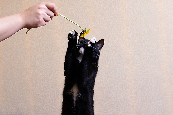 포토 JPG 해외이미지 응시 얼굴 백그라운드 장난 포유류 자연 털 표정 건강 병원 앉기 사람없음 야외 반려동물 뷰티 머리 우주 검은색 고양이 어둠 고통 회색 작음 민들레 콧수염 날카로움 귀 감염 육식동물 솜털 수의사 나쁜 해외202309 해외포토 동물 시선 꽃 감정 컬러 의학 모션 수염 신체부위 의사 크기 생태계 파일형식