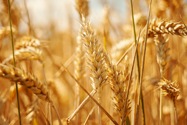 포토 JPG 해외이미지 식물 계절 음식 빵 줄기 백그라운드 밭 농업 자연 건조 옥수수 씨앗 사람없음 야외 농작물 햇빛 뷰티 농장 노란색 맑음 수확 성장 시골 황금 낟알 땅 시리얼 밀 귀 밀짚 내추럴 밭일 숙성 세련 해외202309 해외포토 산업 컬러 날씨 곡류 신체부위 태양 짚 생태계 파일형식