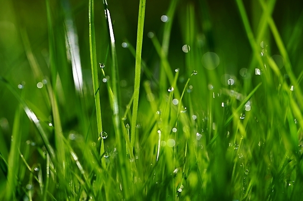 포토 JPG 해외이미지 나무 식물 디자인 계절 공원 꽃 컬러 백그라운드 잎 패턴 밭 자연 아침 부활절 잔디 사람없음 야외 아웃포커스 초록색 여름 빛 컬러풀 햇빛 태양 뷰티 환경 정원 맑음 봄 신선 닫기 묘사 생태계 보케 내추럴 효과 해외202309 해외포토 주간 자연요소 공공시설 기념일 무늬 농업 모션 날씨 촬영기법 파일형식