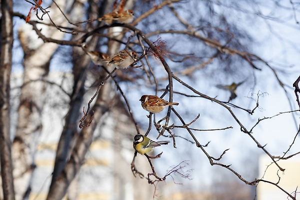 포토 JPG 해외이미지 나무 동물 계절 야생동물 음식 백그라운드 겨울 자연 조류 앉기 사람없음 야외 목재 파란색 뷰티 갈색 노란색 정원 추위 흰색 나뭇가지 관찰 숲 작음 먹기 깃털 서리 부리 참새 내추럴 해외202309 해외포토 식물 컬러 재료 모션 크기 생태계 파일형식