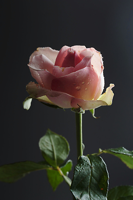 포토 JPG 해외이미지 식물 디자인 꽃잎 꽃 컬러 잎 꽃무늬 자연 사람없음 장식 초록색 뷰티 장미 정원 봄 벚꽃 신선 내추럴 카피스페이스 해외202309 해외포토 계절 무늬 공백 생태계 파일형식