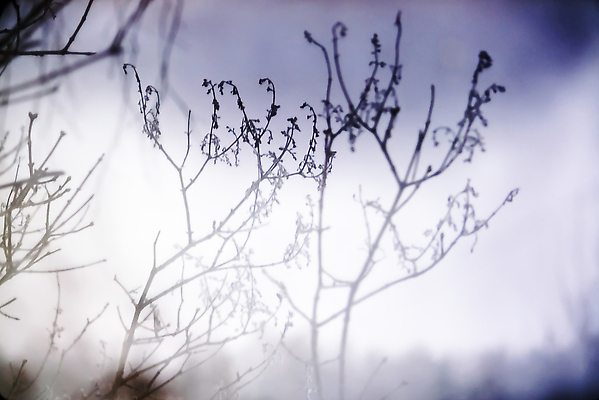 포토 JPG 해외이미지 식물 계절 공원 꽃 줄기 여행 백그라운드 겨울 밭 자연 벽지 날씨 건조 그림자 풍경 사람없음 야외 파란색 빛 뷰티 환경 냉동 얼음 추위 흰색 나뭇가지 눈송이 숲 크리스탈 묘사 서리 장면 내추럴 폭설 눈내림 해외202309 해외포토 자연요소 나무 공공시설 컬러 농업 눈_날씨 광석 자연재해 생태계 파일형식