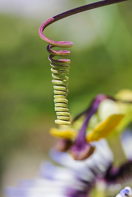 포토 JPG 해외이미지 나무 식물 디자인 야생동물 줄기 컬러 백그라운드 잎 패턴 자연 추상 나선형 미술 사람없음 야외 세로 초록색 컬러풀 뷰티 정원 성장 나뭇가지 신선 잡기 우아함 닫기 덩굴 다발 방향 피부 묘사 만족 질감 열정 포도나무 고정 아이비 촉수 내추럴 해외202309 해외포토 동물 감정 컨셉 무늬 모션 문화예술 신체부위 과일나무 생태계 파일형식