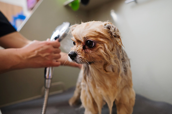 포토 JPG 해외이미지 손 신체부위 뷰티 귀여움 목욕 젖음 이발 샤워기 포메라니안 해외202309 해외포토 컨셉 사람 청결 개 파일형식