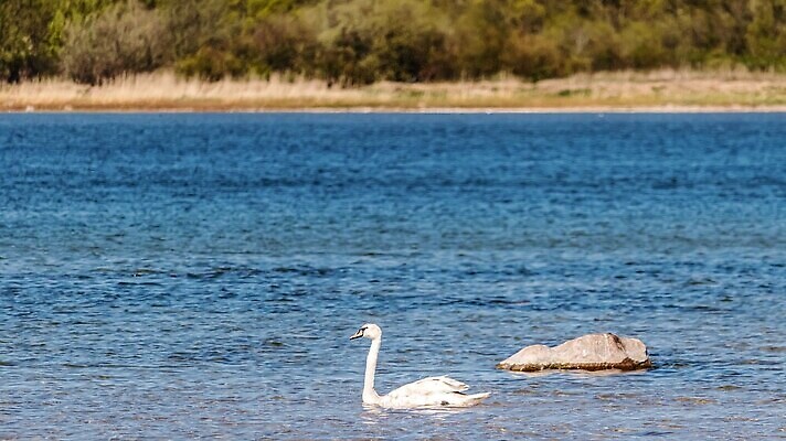 포토 JPG 해외이미지 동물 계절 유럽 호수 야생동물 바다 여행 백그라운드 자연 조류 하늘 휴가 해변 사람없음 야외 물 파란색 강 태양 뷰티 환경 맑음 놀람 흰색 연못 만 우아함 깃털 백조 내추럴 생태학 에스토니아 해외202309 해외포토 자연요소 교육 감정 나라 컬러 컨셉 날씨 표정 생태계 파일형식