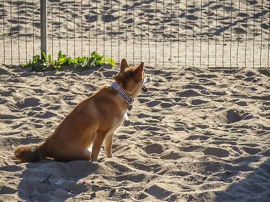 포토 JPG 해외이미지 동물 공원 행복 백그라운드 밭 포유류 자연 잔디 사람없음 야외 초록색 반려동물 뷰티 갈색 일본 점프 검은색 봄 개 강아지 작음 나무껍질 솜털 양모 기르기 많음 해외202309 해외포토 나무 식물 계절 공공시설 감정 아시아 컬러 컨셉 농업 모션 껍질 직물 크기 생태계 돌봄 파일형식