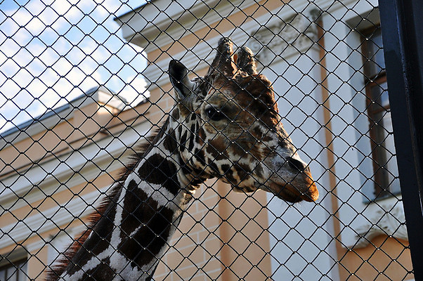 포토 JPG 해외이미지 동물 백그라운드 포유류 자연 휴가 세포 동물원 사람없음 초록색 파란색 울타리 뷰티 갈색 머리 금속 정원 도시 뜨거움 큼 기린 새장 목 모스크바 수도권 해외202309 해외포토 컬러 재질 신체부위 담장 크기 생태계 러시아 지역 케이지 파일형식